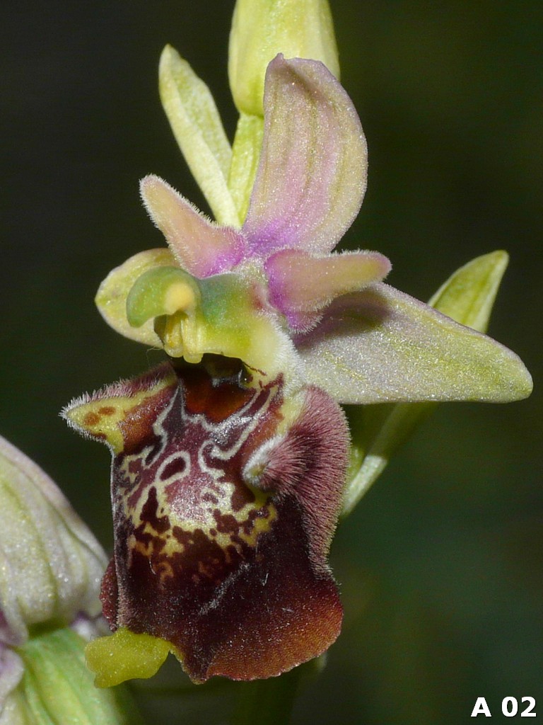 Ophrys dinarica (=Ophrys personata)  in Abruzzo